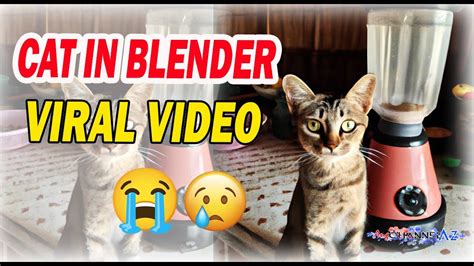 who put a cat into a blender|To everyone who saw the Cat Blender Video, why did you seek。